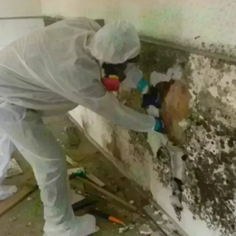 Mold Remediation and Removal in Calera, AL